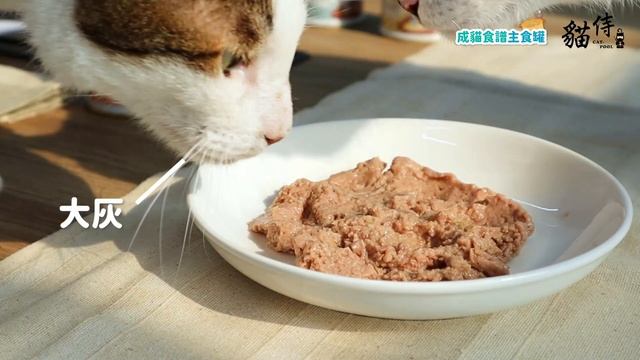 【貓侍好物】✨好吃到停不下來!?✨胖胖貓控制體重最佳選擇?|貓侍新品EP5 смотреть онлайн
