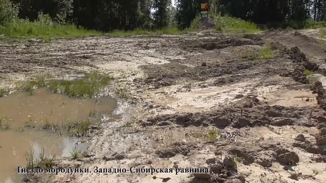 Гнездо мородунки. Западно-Сибирская равнина смотреть онлайн