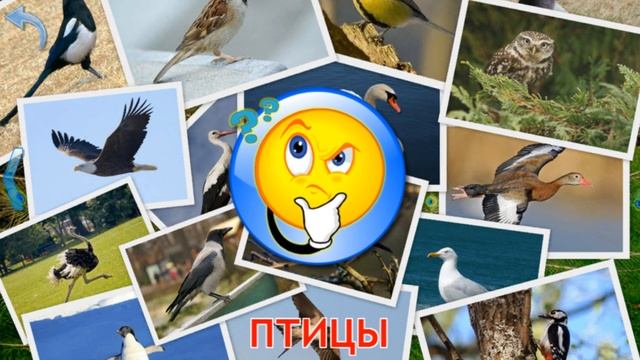 Для детей: Малыш учит животных, птицы смотреть онлайн