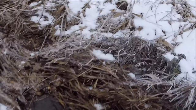 Охота на фазана 2016 год, Краснодарский край. смотреть онлайн