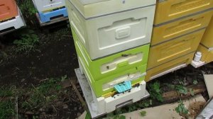 весенние работы с пчелами, пересадил пчел в 8 рамочный улей BienenHaus на рамку Дадан и Рут