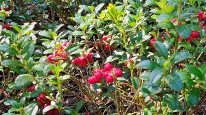 Как правильно выращивать бруснику