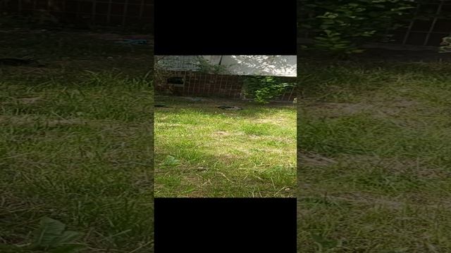 Кошка и три котёнка. смотреть онлайн