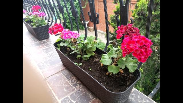 Герань лекарственное растение смотреть онлайн