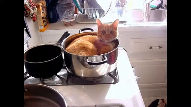 Смешные фото с животными смотреть онлайн