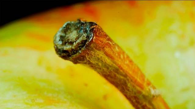 Обычные объекты в макросъемке смотреть онлайн