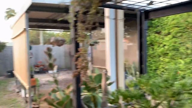 Mga succulents na confusing dahil magkakahawig смотреть онлайн