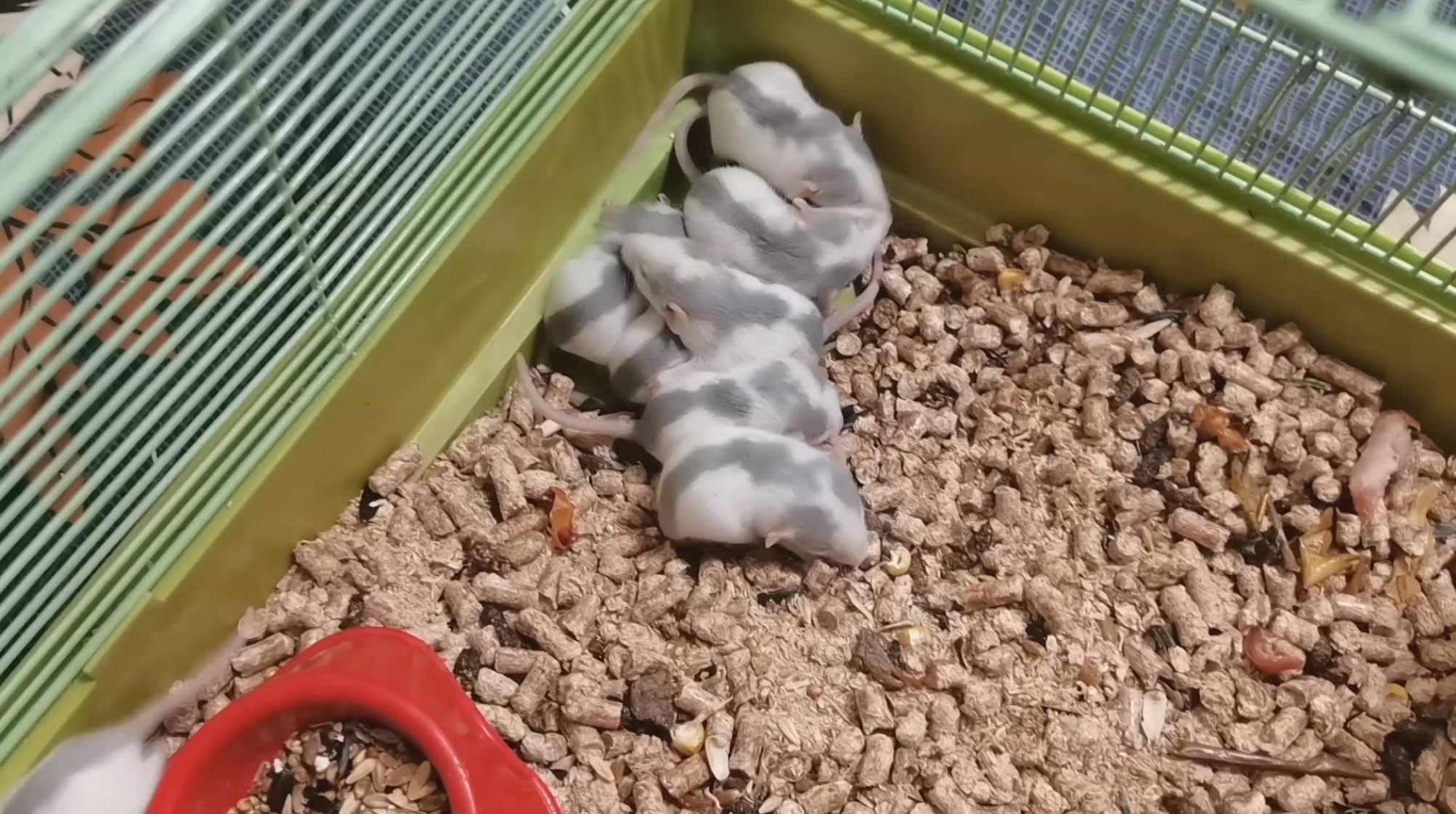 КРЫСА РОДИЛА ОЧЕНЬ МНОГО КРЫСЯТ! МАЛЕНЬКИЕ КРЫСЯТА ОТКРЫЛИ ГЛАЗКИ :) смотреть онлайн