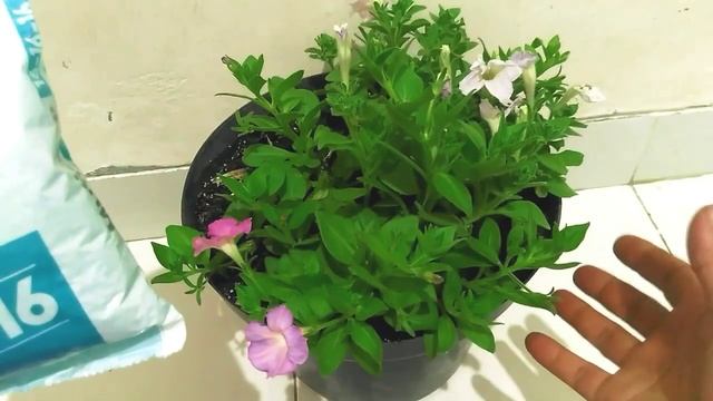 Cara pemberian pupuk npk16-16-16 pada bunga petunia part 3 смотреть онлайн