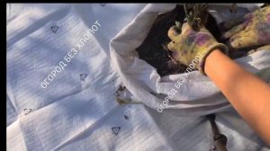 Картофель в мешках, честно показываю свой урожай. Плюсы и минусы такого выращивания. Огород.