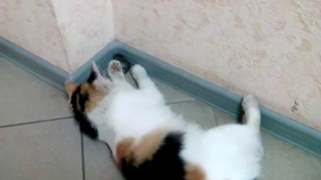 Кошка играет с мышкой смотреть онлайн