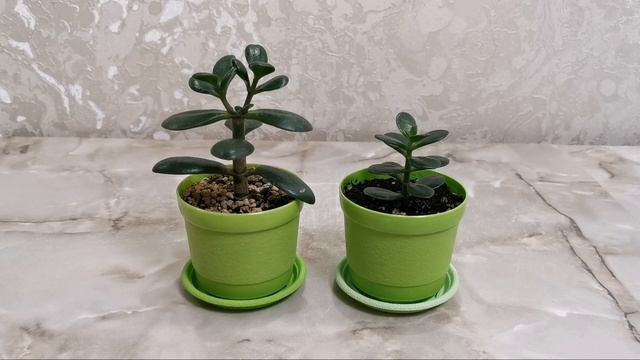 Какой горшок лучше для денежного дерева. Денежное дерево. Толстянка. смотреть онлайн