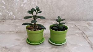 Какой горшок лучше для денежного дерева. Денежное дерево. Толстянка.