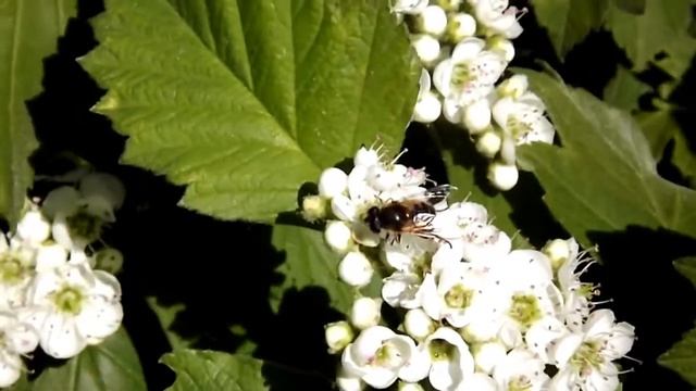 Жуки, бабочки и мухи смотреть онлайн