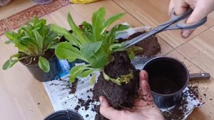 ПРИМУЛЫ 8 МАРТА Сохранить, размножить, высадить в сад #garden #flower #SadVLesu #primerose #bloom