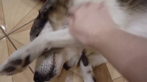 Подарки для животных на Новый год