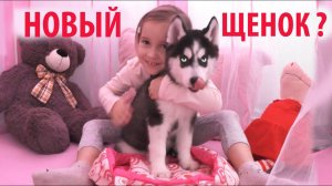 У НАС НОВЫЙ ПИТОМЕЦ? Играем с щенком Хаски