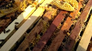 Пасека СИБИРИ. Обзор кочевой пасеки Р. П. Краснозёрское. Июль 2018. Черкасов А. М.