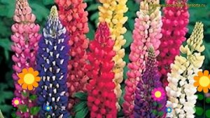 Люпин многолистный. Краткий обзор, описание характеристик, где купить саженцы lupinus polyphyllus