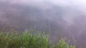 Рыбалка. Старая Обь. Заломная.