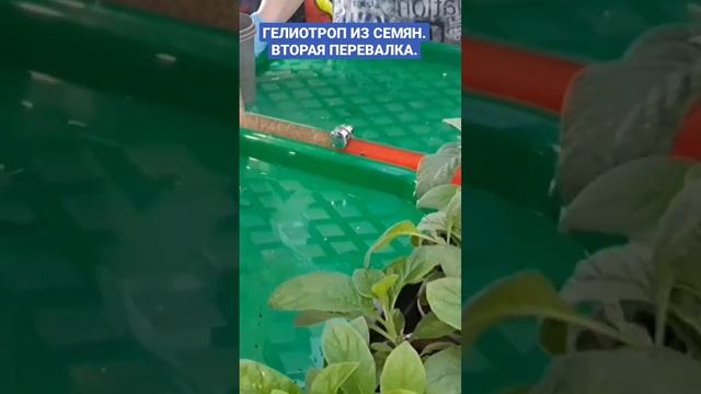 ГЕЛИОТРОП ИЗ СЕМЯН. ВТОРАЯ ПЕРЕВАЛКА. смотреть онлайн