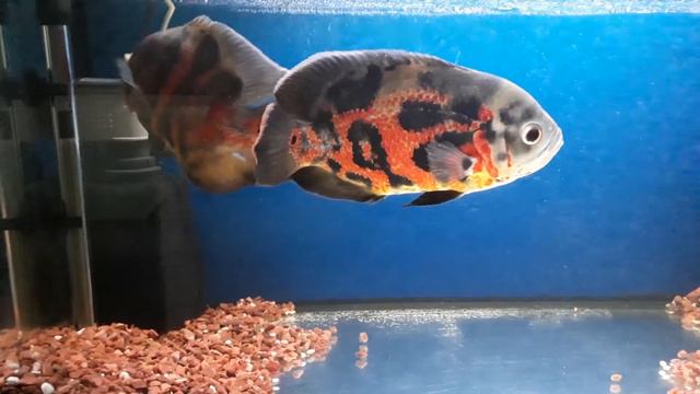 Астронотус смотреть онлайн