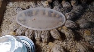 Самодельная кормушка без потери корма для перепелят, цыплят.