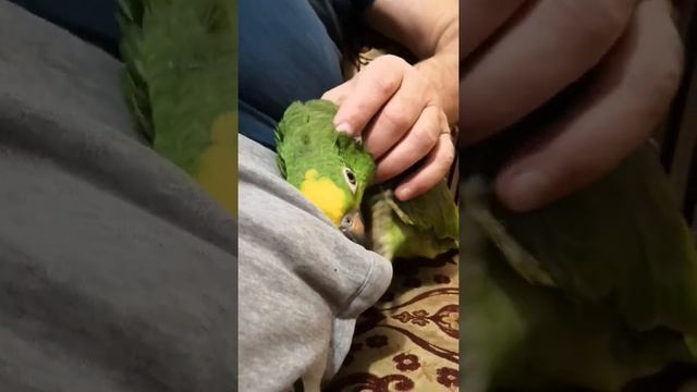 Желтолобый амазон Yellow-headed Amazon