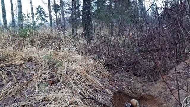 Хорь лесной(черный) у норы смотреть онлайн