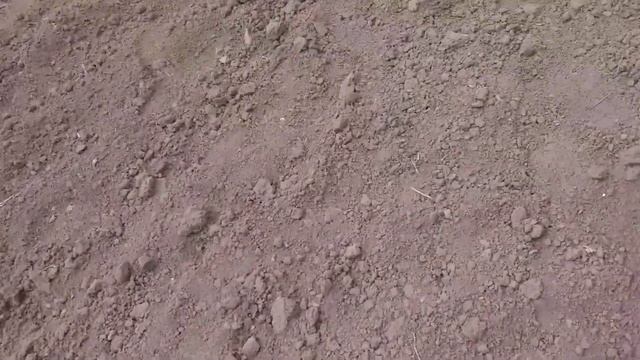 як полити пущка