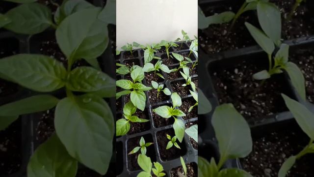 Моя рассада 2023 года смотреть онлайн