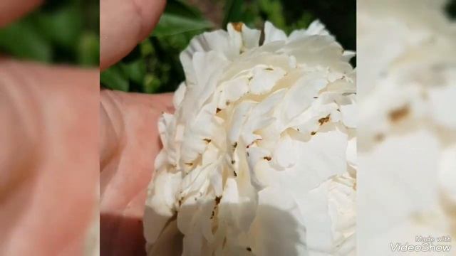 Пион Solange ))) Цветение 2022 #пион#пионSolange