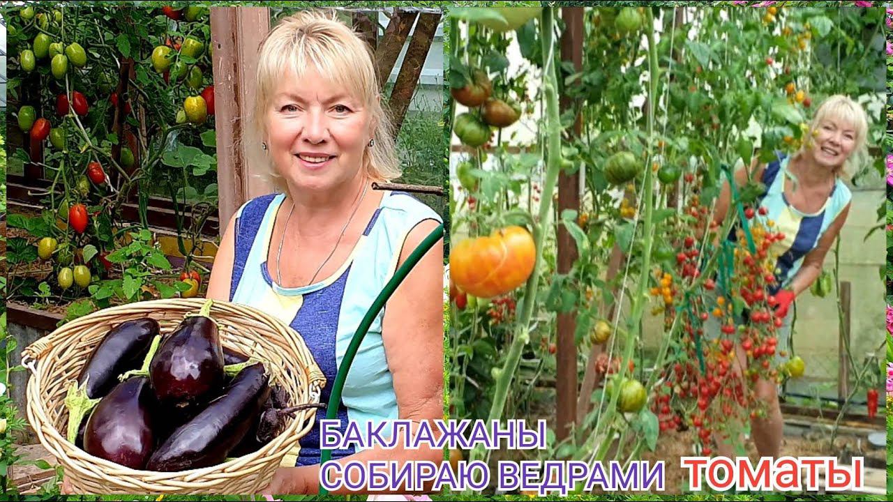 БАКЛАЖАНЫ собираю ведрами ВСЕ СЕКРЕТЫ.Почему ТОМАТЫ не спеют?Слизни достали смотреть онлайн