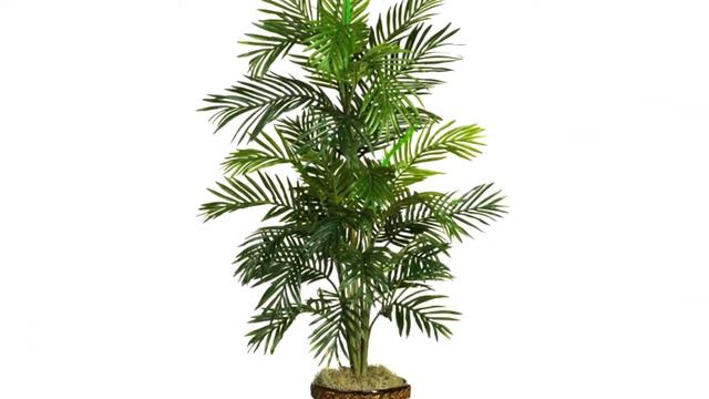 Комнатные Растения, Производящие Кислород смотреть онлайн