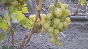 ГФ Винограда ЛЬДИНКА и БЕЛАЯ НАДЕЖДА ( Щенников О.Н.). 21.08.2023г.