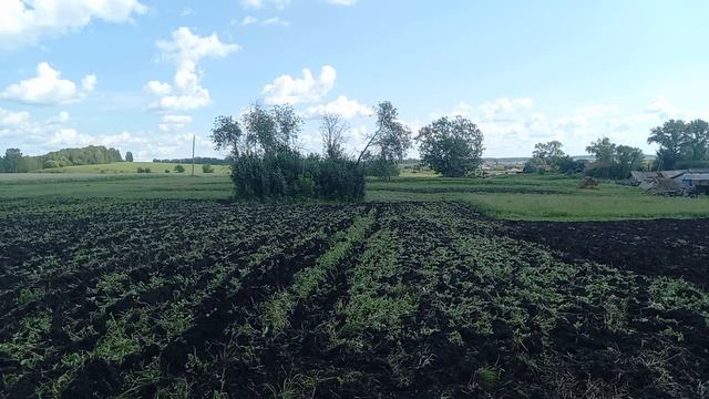 Мотоблок Скаут. Вспашка поля после вико-овса. смотреть онлайн