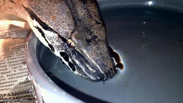 Разные змеи пьют воду. Snakes drink water смотреть онлайн