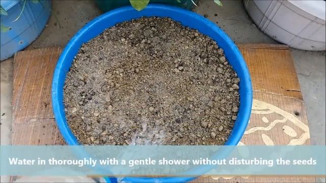 How To Grow Spinach At Home-Full Information With Updates смотреть онлайн