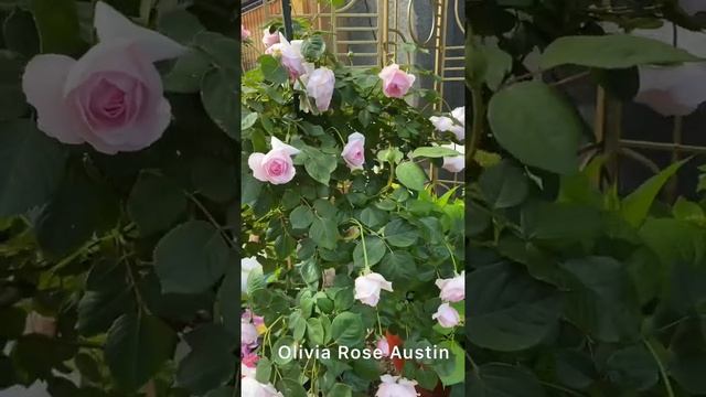 #5 Olivia Rose Austin standard tree planted last March 2021 #davidaustinroses #rosegarden #garden смотреть онлайн