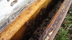 двухкорпусное содержание пчел с магазинами  ( часть 3 )