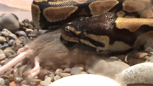 Питон (Шнурок) питается-жесть смотреть онлайн
