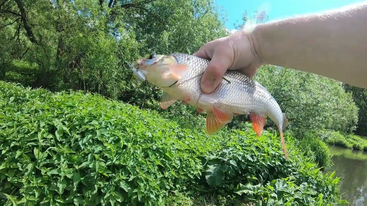 Smith Camion в деле. Язь на спиннинг смотреть онлайн