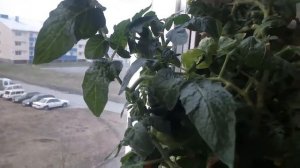 Дедовский способ размножения томатов (черенкование)! Бессмертный помидор. Грядка на подоконнике.