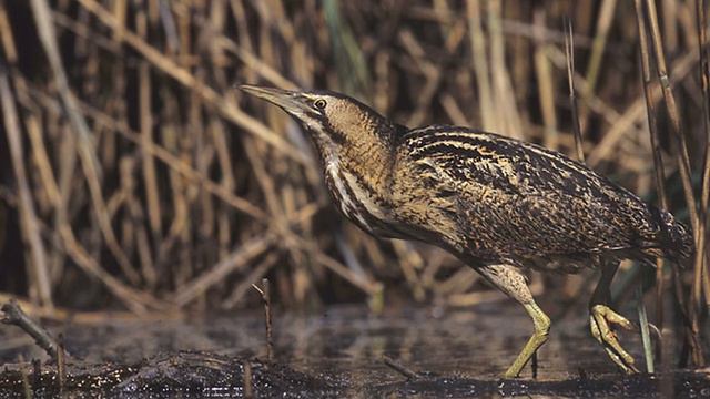 Rohrdommel Ruf (Botaurus stellaris) смотреть онлайн