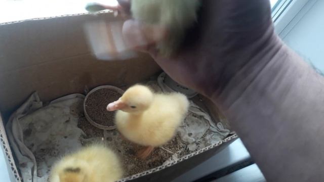 У Маленького гусенка скрюченные лапки как помочь ГУСЕНКУ? смотреть онлайн