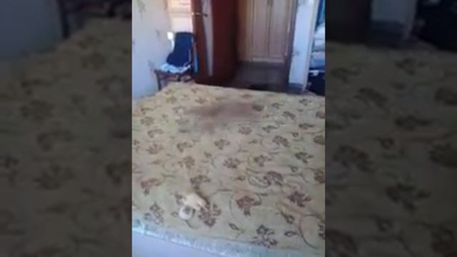 Веселый чихуа смотреть онлайн