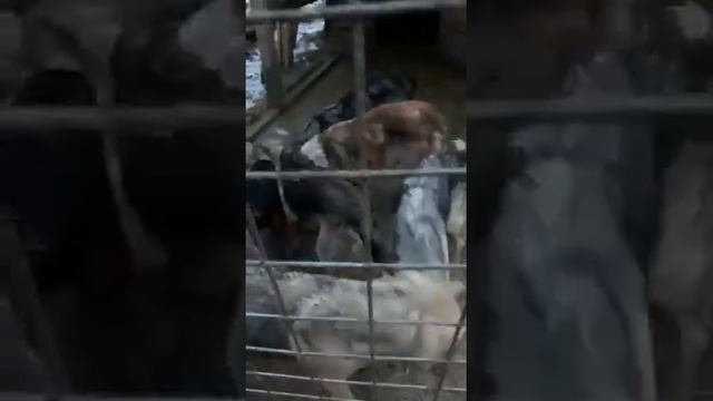 Собаки из приюта 