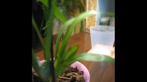 Орхидея Камбрия. Особенности полива