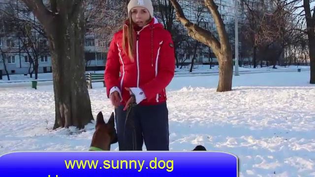 Малинуа или самоед? Выбор породы. смотреть онлайн