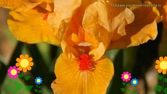 Ирис карликовый Оранж Кейпер. Краткий обзор, описание характеристик iris pumila Orange Caper смотреть онлайн